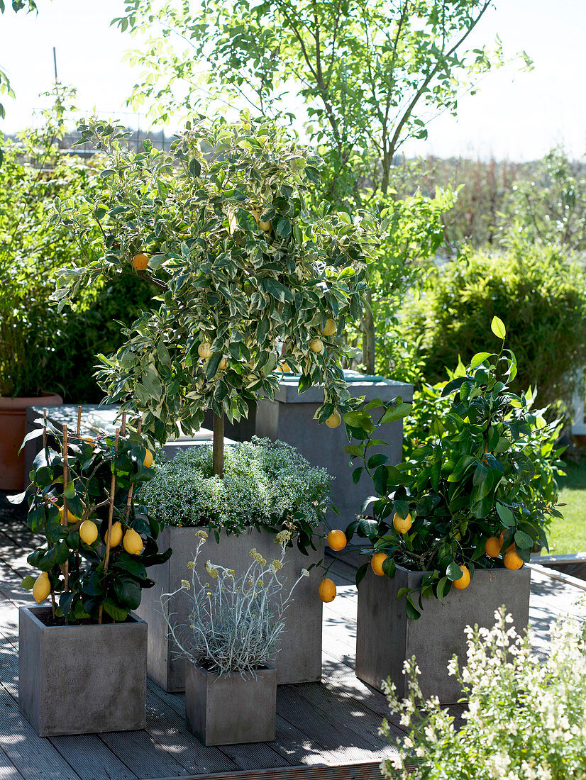 Citrus - Terrasse: Citrus mitis 'Variegata' (Buntblättrige Bitterorange)