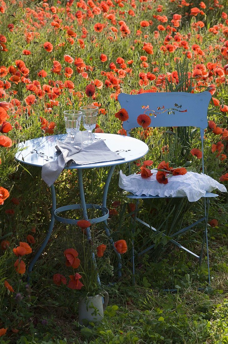 Blauer Stuhl und Tisch am Mohnblumenfeld