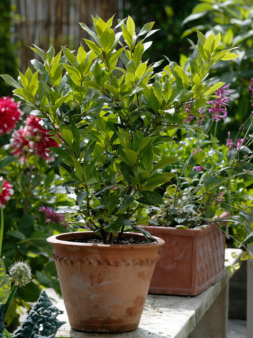 Laurus nobilis (Lorbeer) in Terracotta - Topf