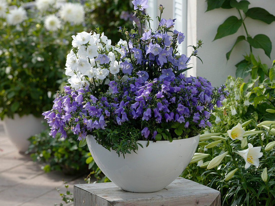 Campanula persicifolia und trachelium (Glockenblumen), Satureja