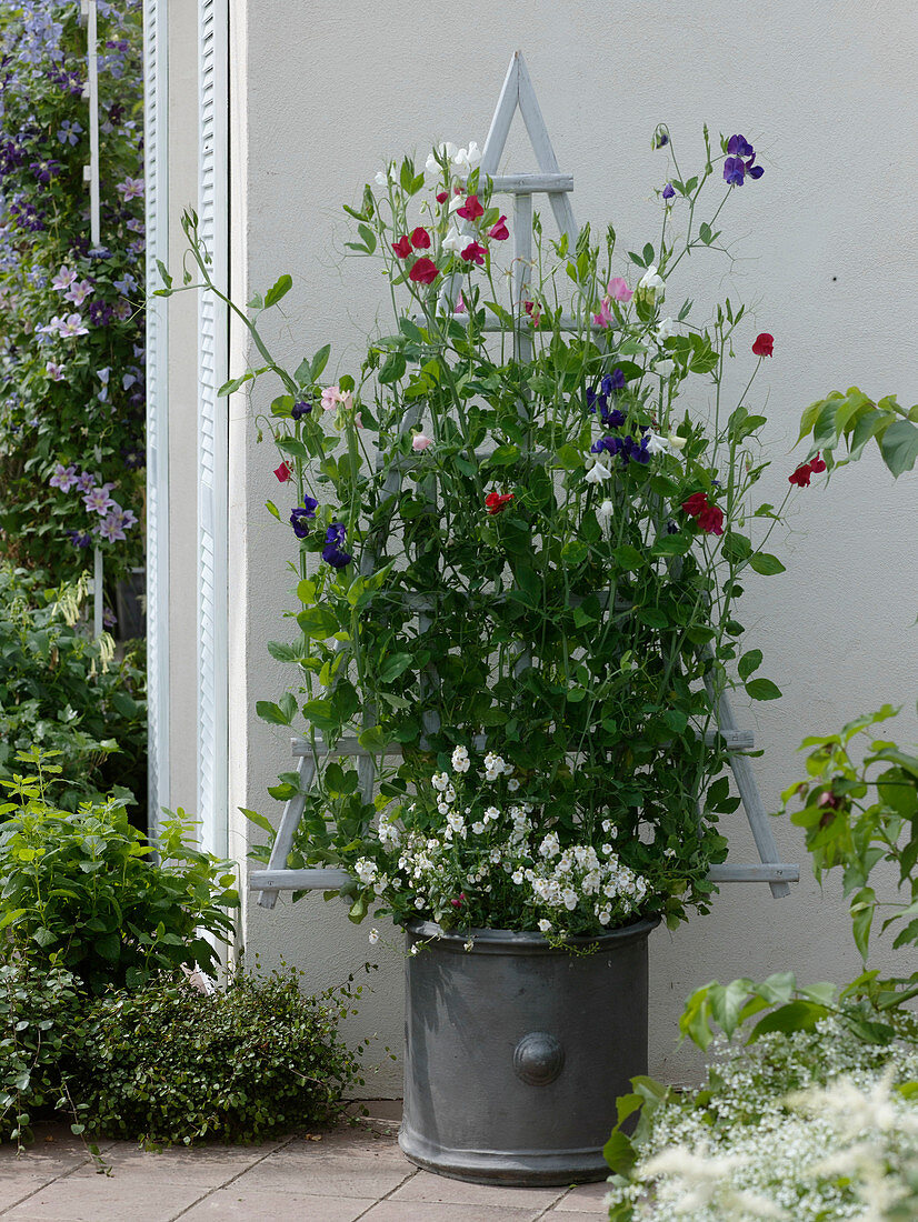Silbergrauer Kübel bepflanzt mit Lathyrus odoratus (Duftwicken)