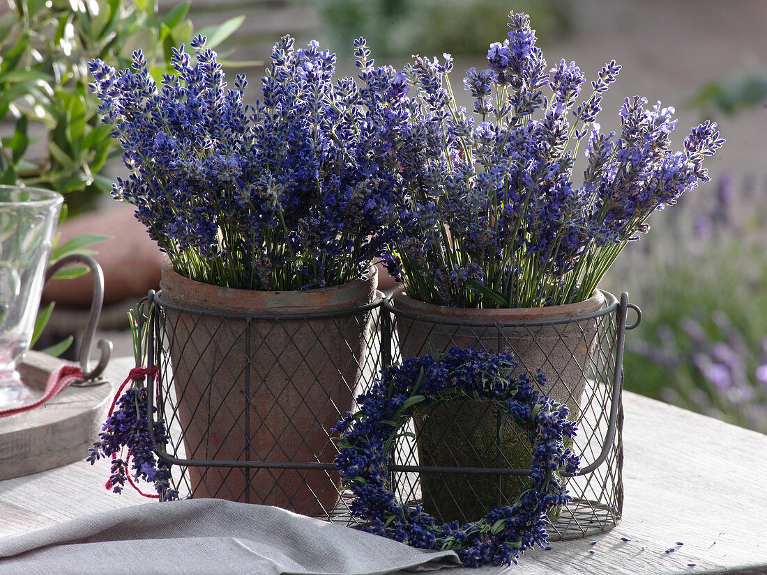 Bouquets of freshly harvested Lavandula (lavender) in clay pots