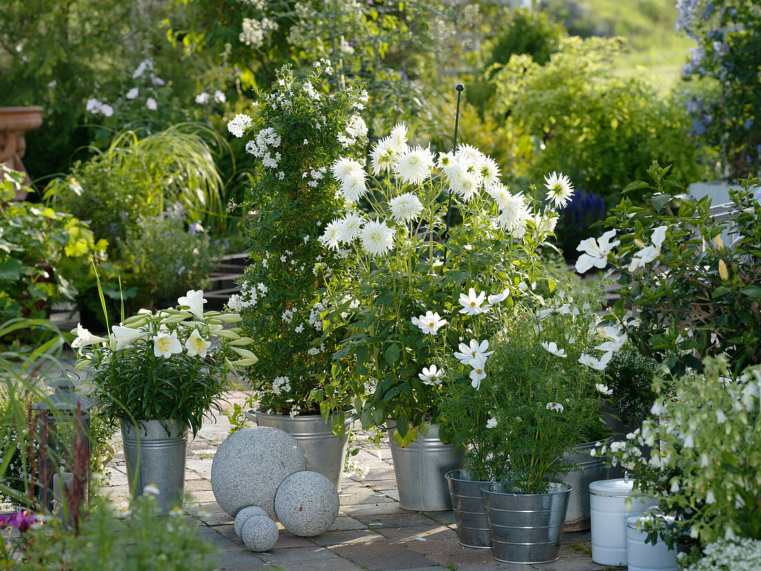 White terrace: Lilium longiflorum 'Gelria' (Trumpet lilies), Solanum