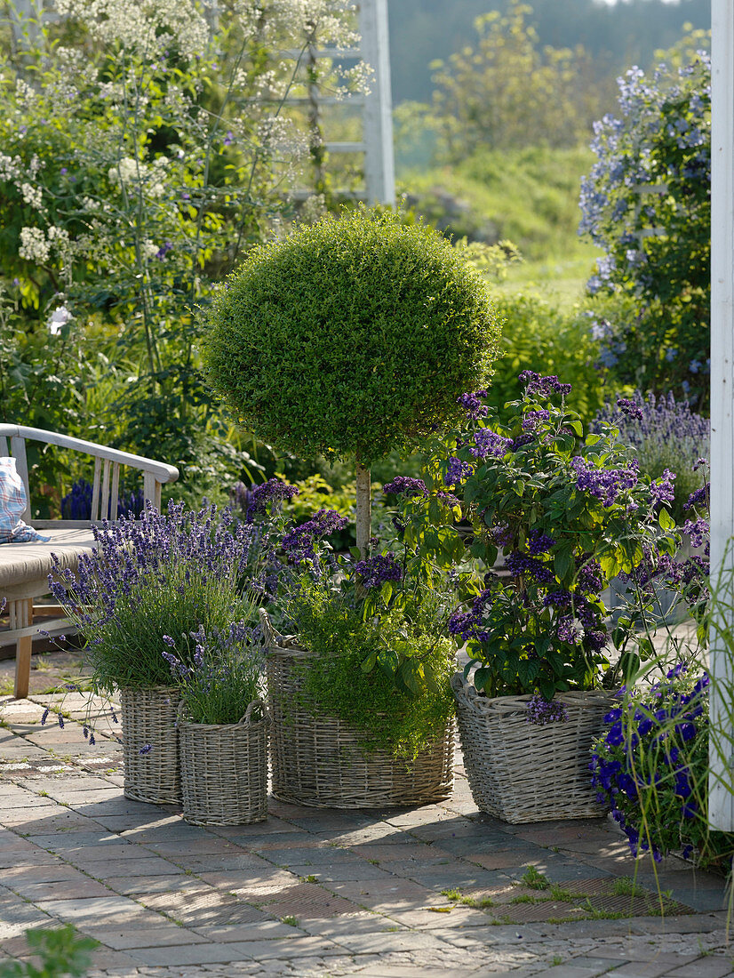 Terrasse mit blaublühenden Duftpflanzen