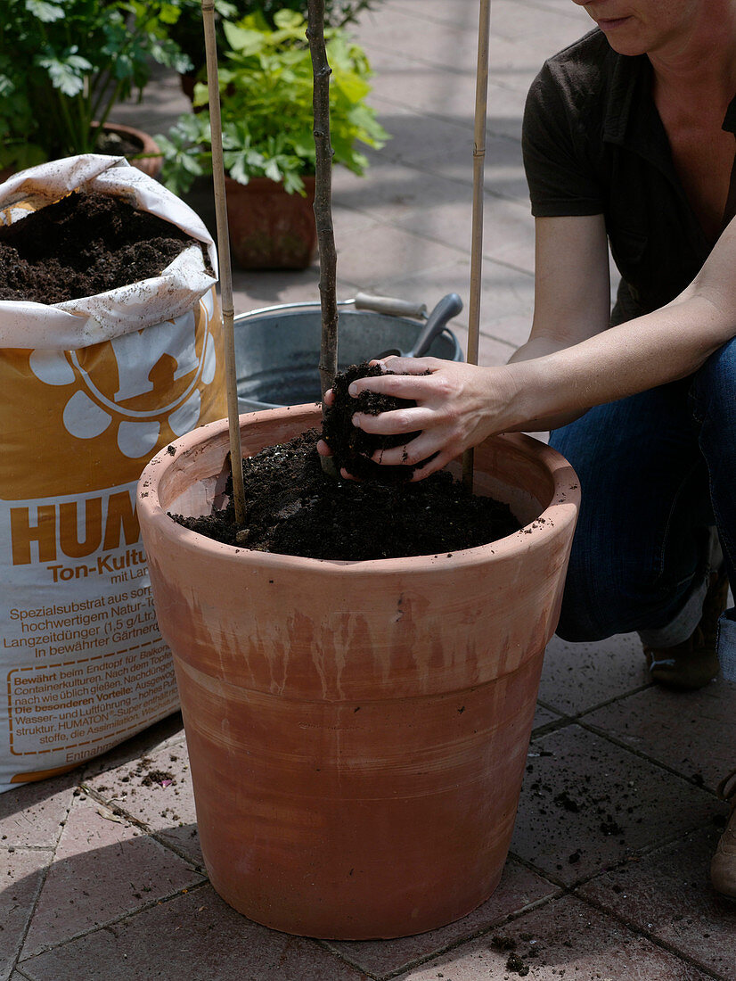 Planting a pear in a terracotta pot (6/8)