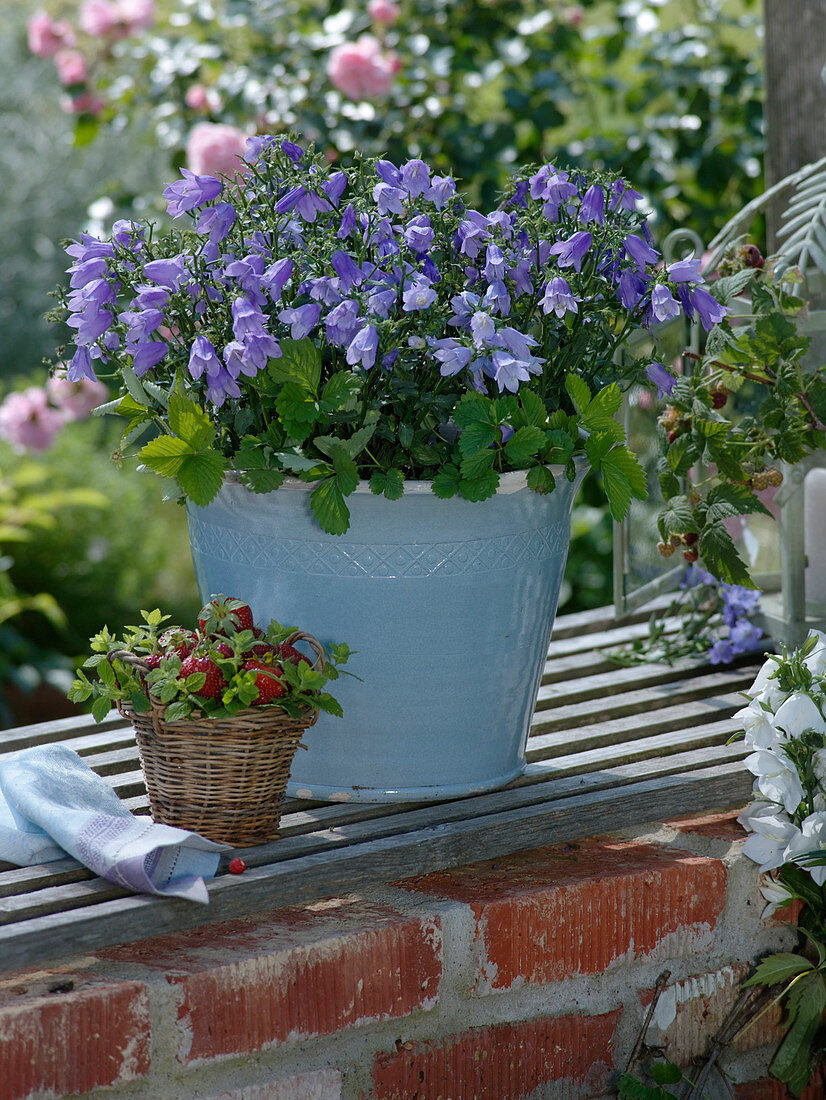 Campanula rotundifolia (Bellflower), Fragaria vesca (Strawberry of the Month)