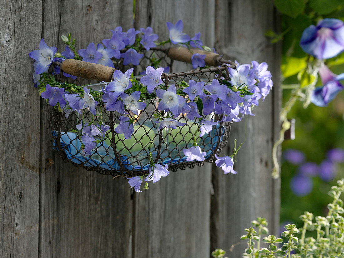 Campanula isophylla 'Starina Bicolor Star' as a garland