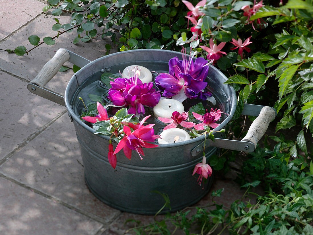 Blüten von Fuchsia (Fuchsien) und Schwimmkerzen in Zink - Gefäß