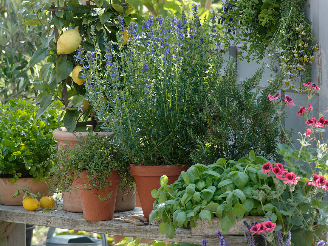 Citrus limon 'Florentina' (lemon), Hyssopus (hyssop), Rosmarinus