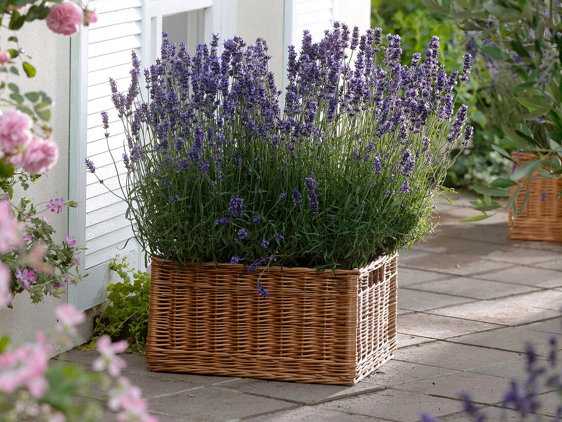 Lavandula 'Hidcote Blue' (lavender) in square wicker basket