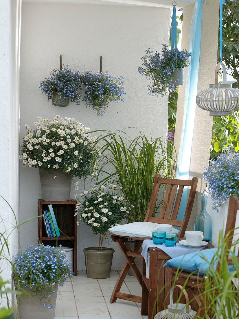 Blue and white balcony with Argyranthemum 'Stella 2000' (daisies), Lobelia
