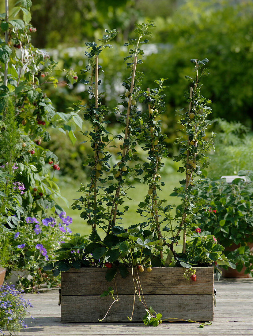 Wooden box with Ribes 'Invicta' (yellow gooseberries) grown as a U-shape