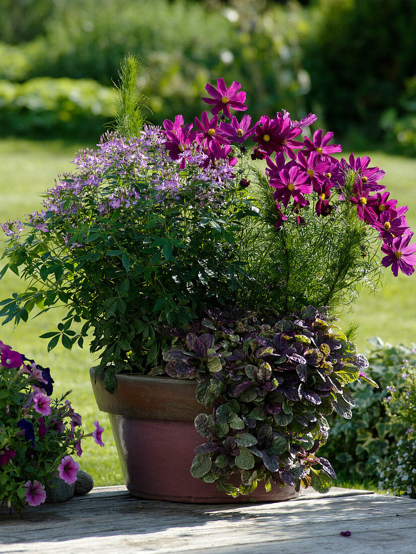 Cleome spinosa 'Senorita Rosalita' (spider plant), Cosmos bipinnatus