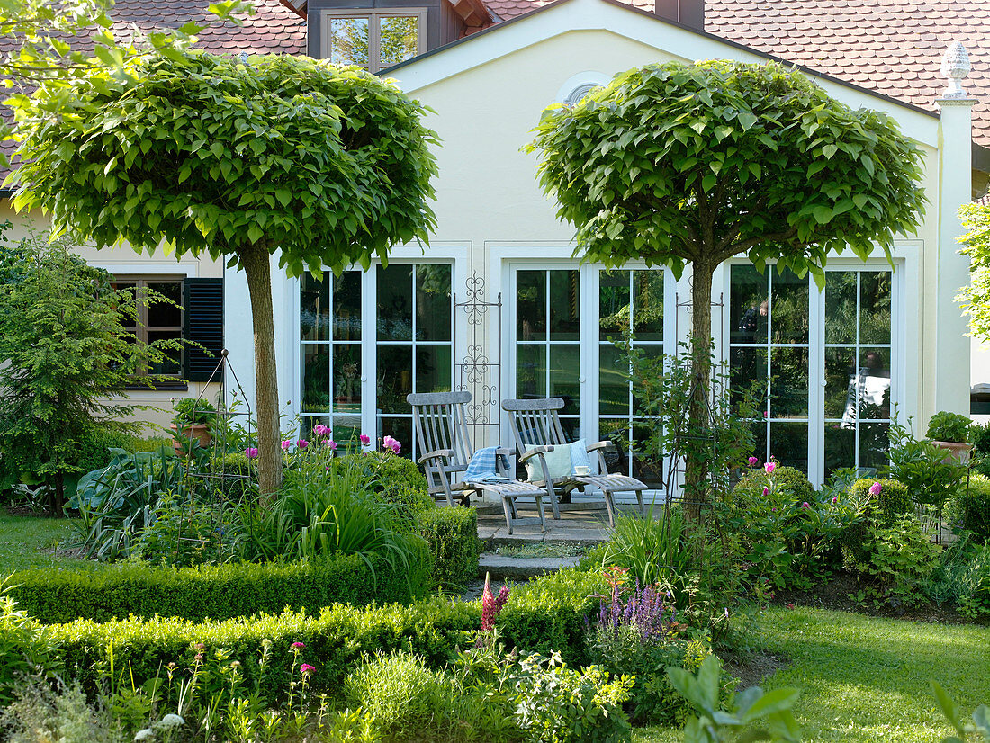 Catalpa bignoides 'Nana' (Ball Trumpet Tree), Walk with Buxus