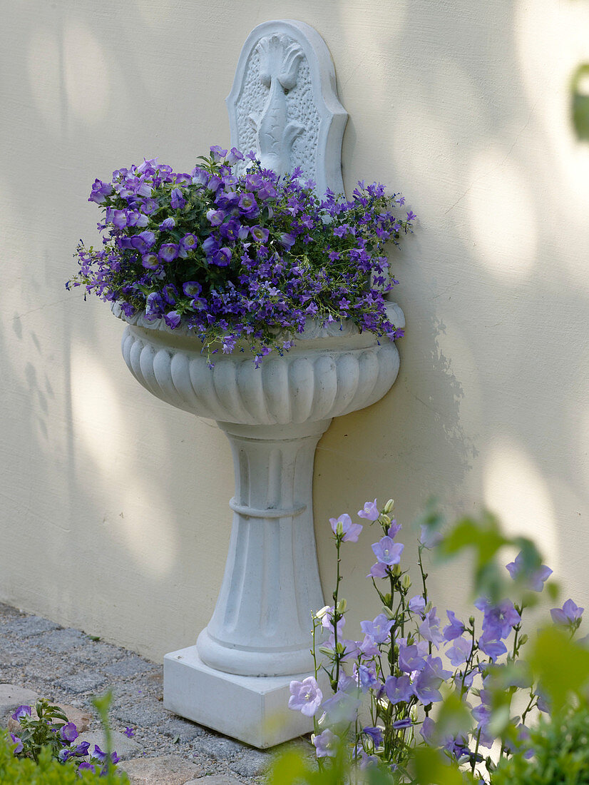 Wall fountain planted with Campanula medium (Marian bellflower)