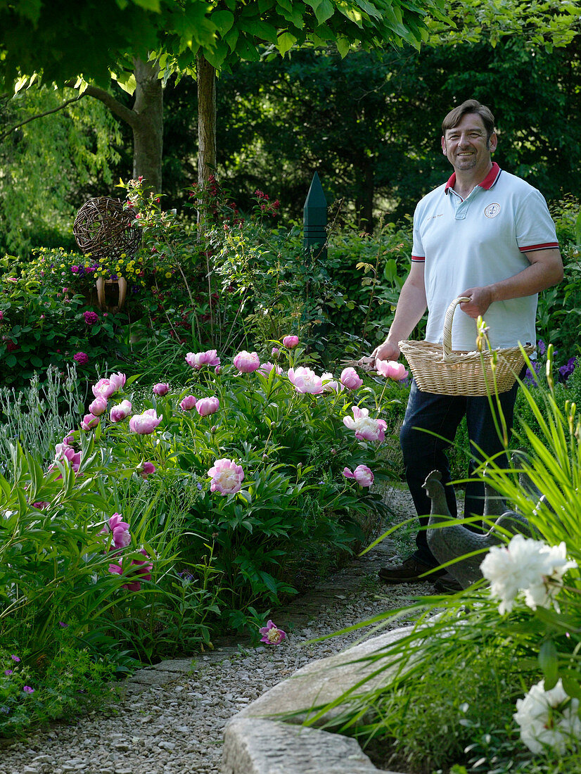 Man with wicker basket wants to cut Paeonia (peonies)