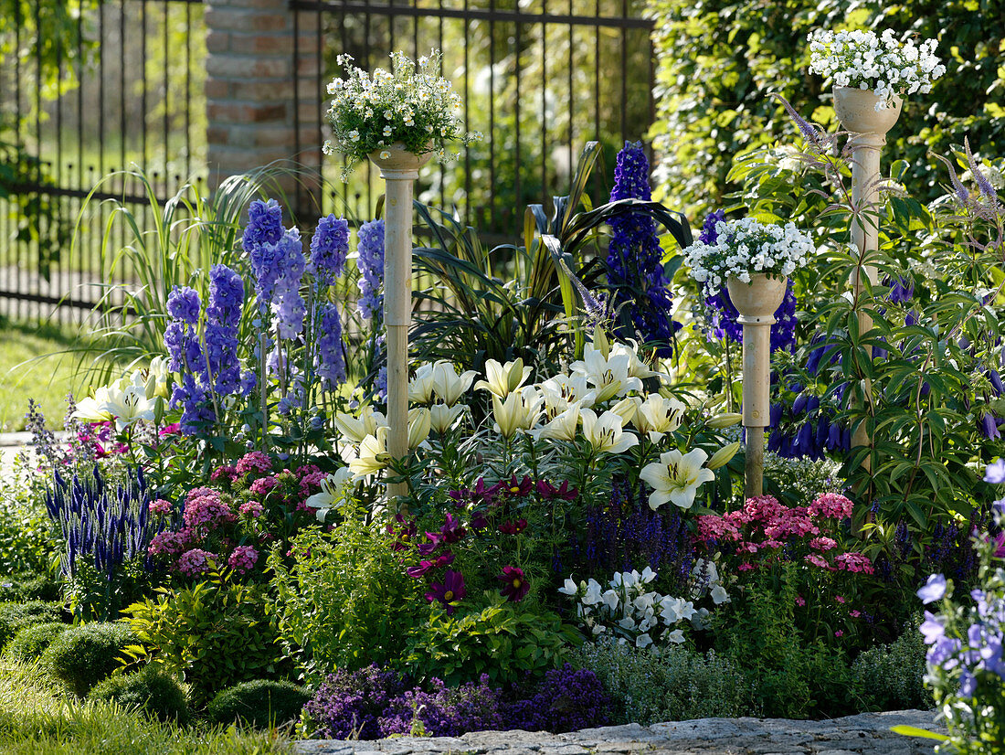 Delphinium 'Jubelruf', 'Excalibur' (delphinium), Lilium asiaticum (lilies)