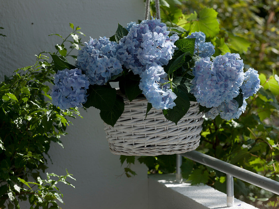 Hydrangea macrophylla 'Endless Summer' (Hortensie) in weißem Korb