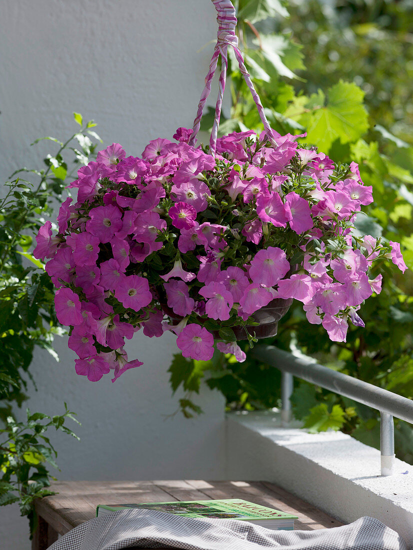 Petunia Conchita 'Pink Panther' (Petunia) as hanging basket