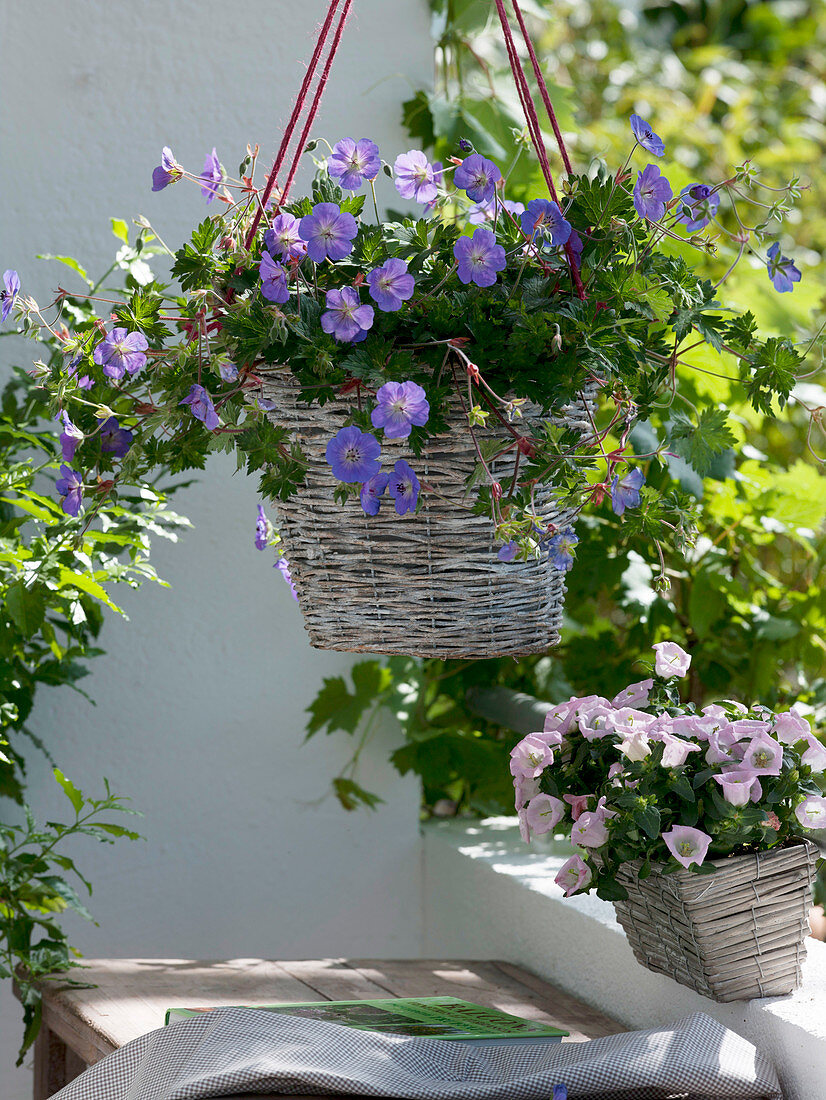 Geranium 'Rozanne' (Cranesbill) as a hanging basket plant