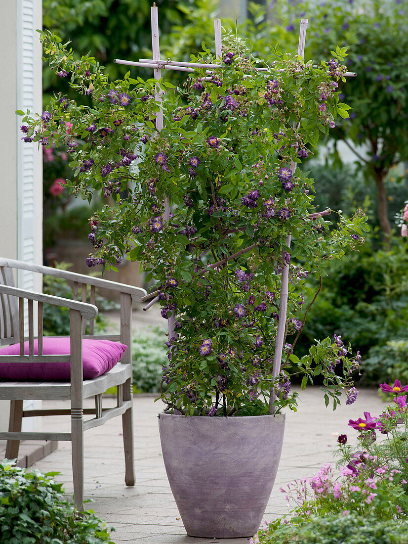 Rosa 'Veilchenblau' (rose), spikeless, single-flowering rambler rose