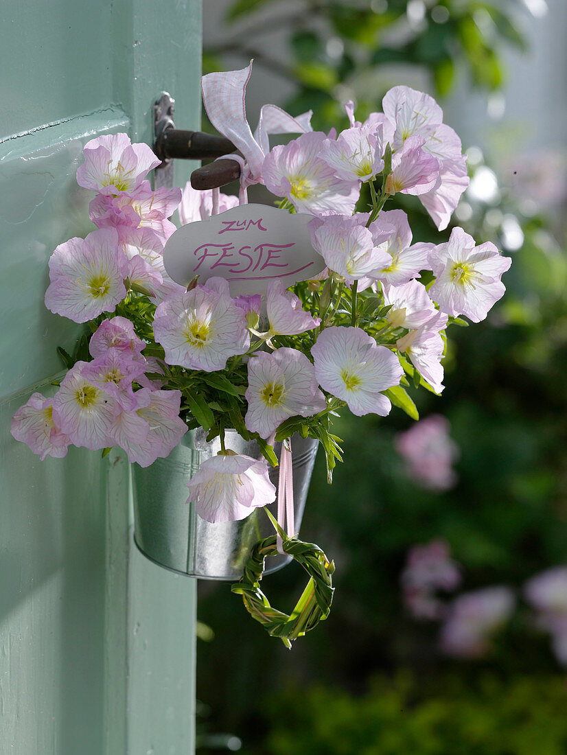 Oenothera speciosa 'Siskiyou Pink' (Evening Primrose) in small metal bucket