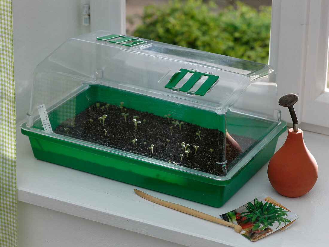 Herb sowing on the windowsill