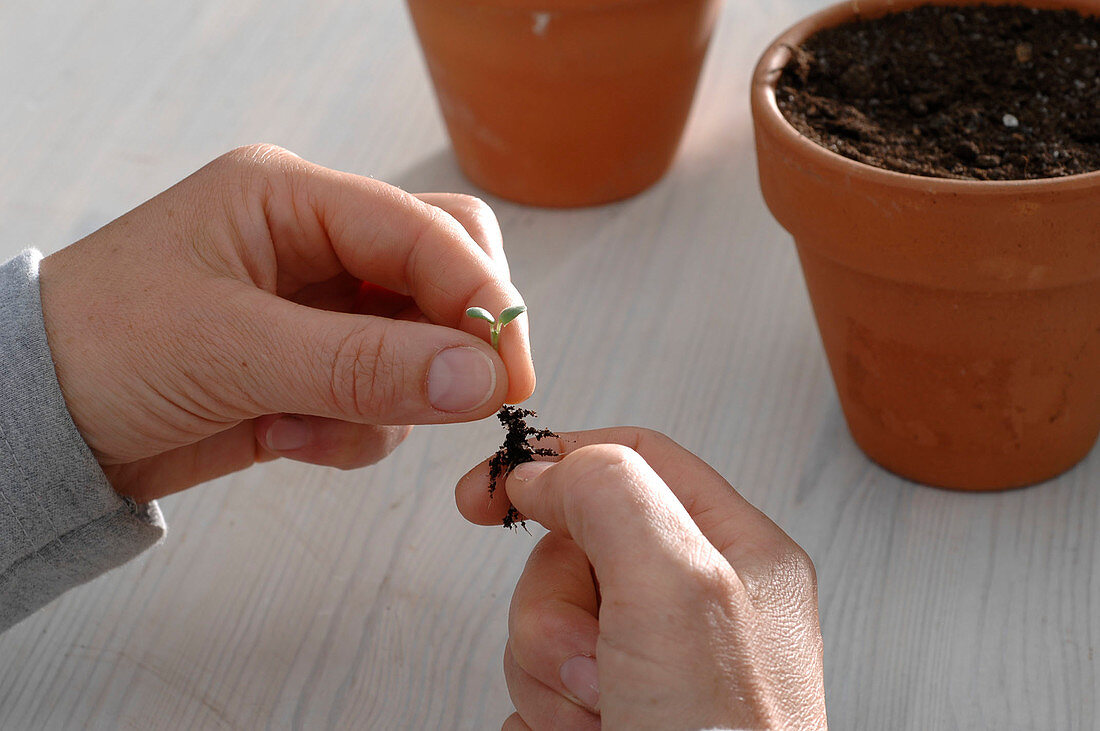 Herb sowing on the windowsill