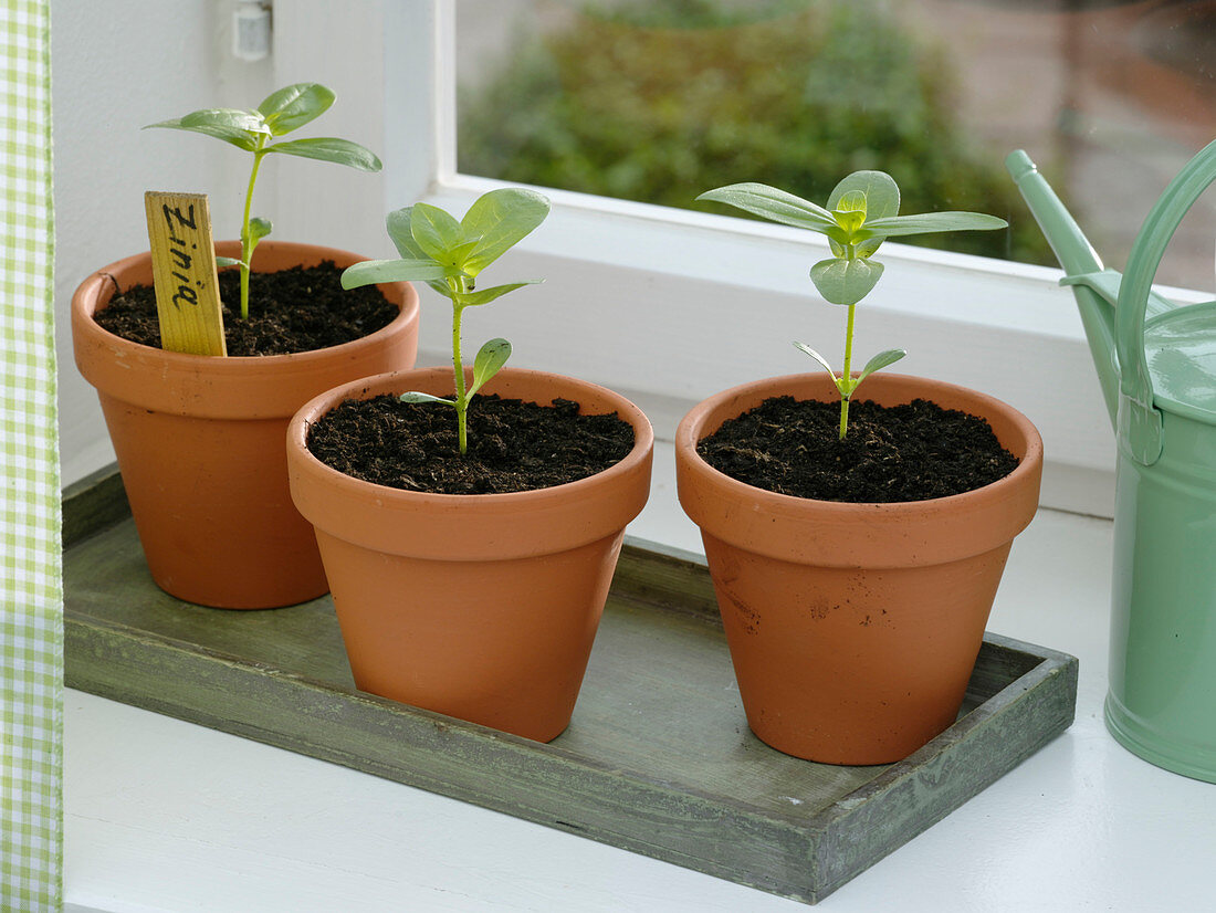 Pincing of Zinnia (Zinnia) seedlings