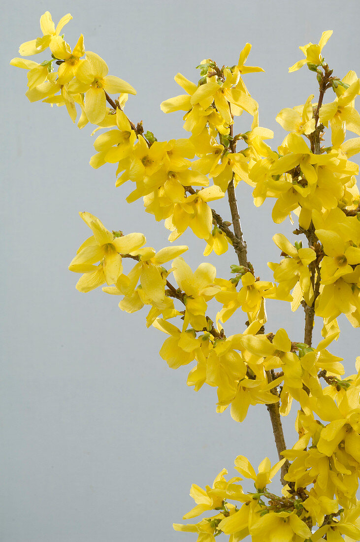 Forsythia intermedia (Goldilocks)