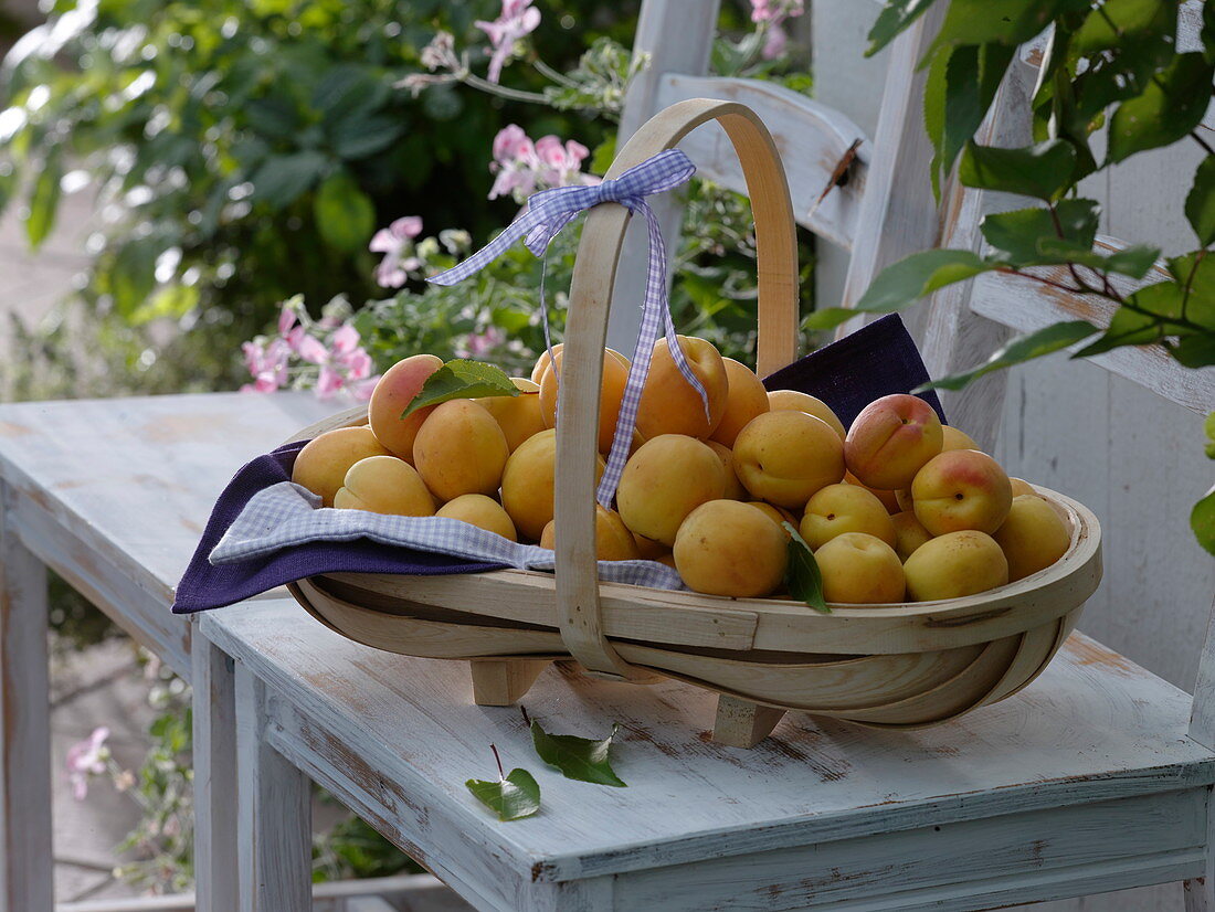 Apricots 'Hungarian Best' freshly harvested in chip basket