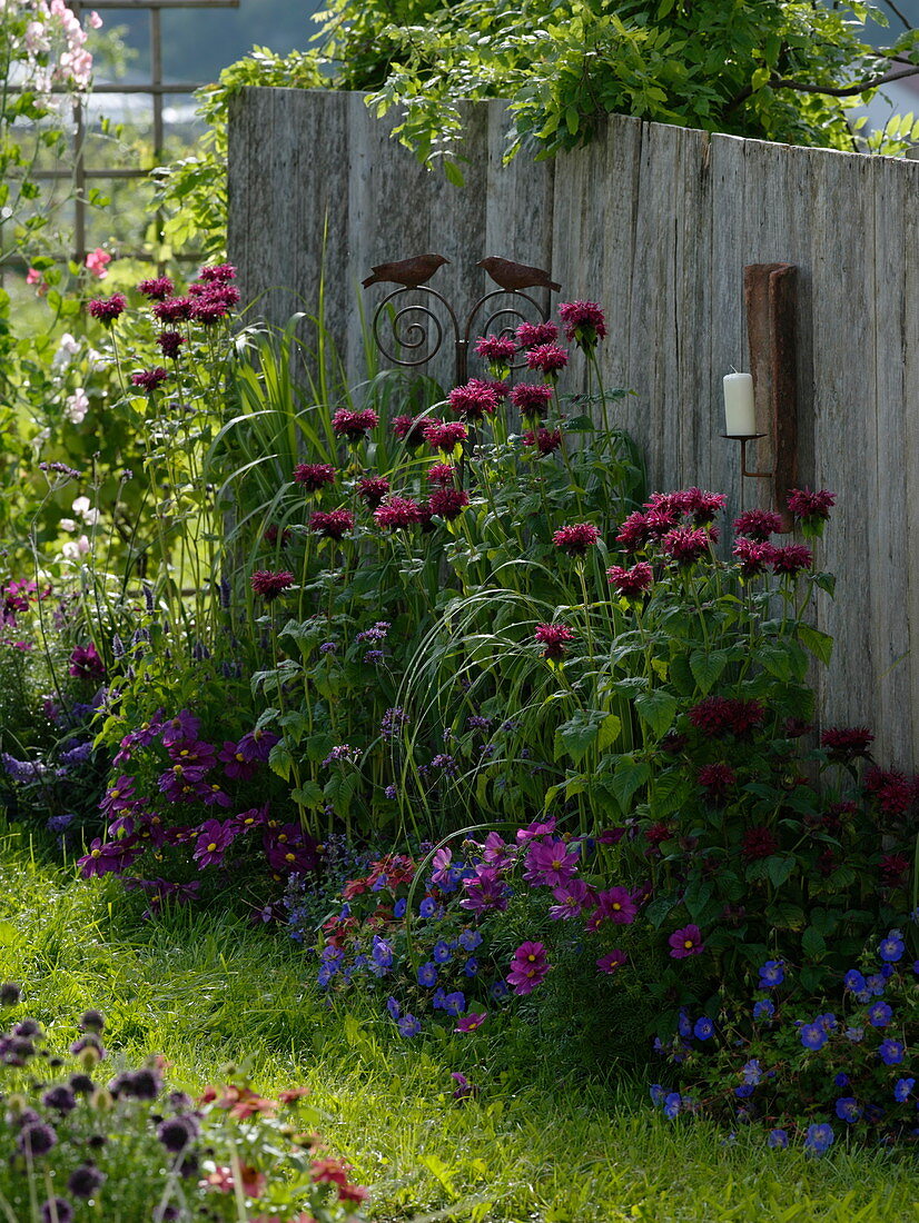 Monarda 'Cambridge Scarlet', Cosmos