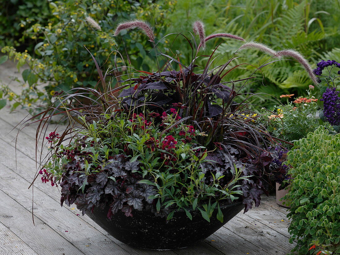 Heuchera 'Velvet Night' (Purpurglöckchen), Cuphea llavea Vienco 'Burgundy'