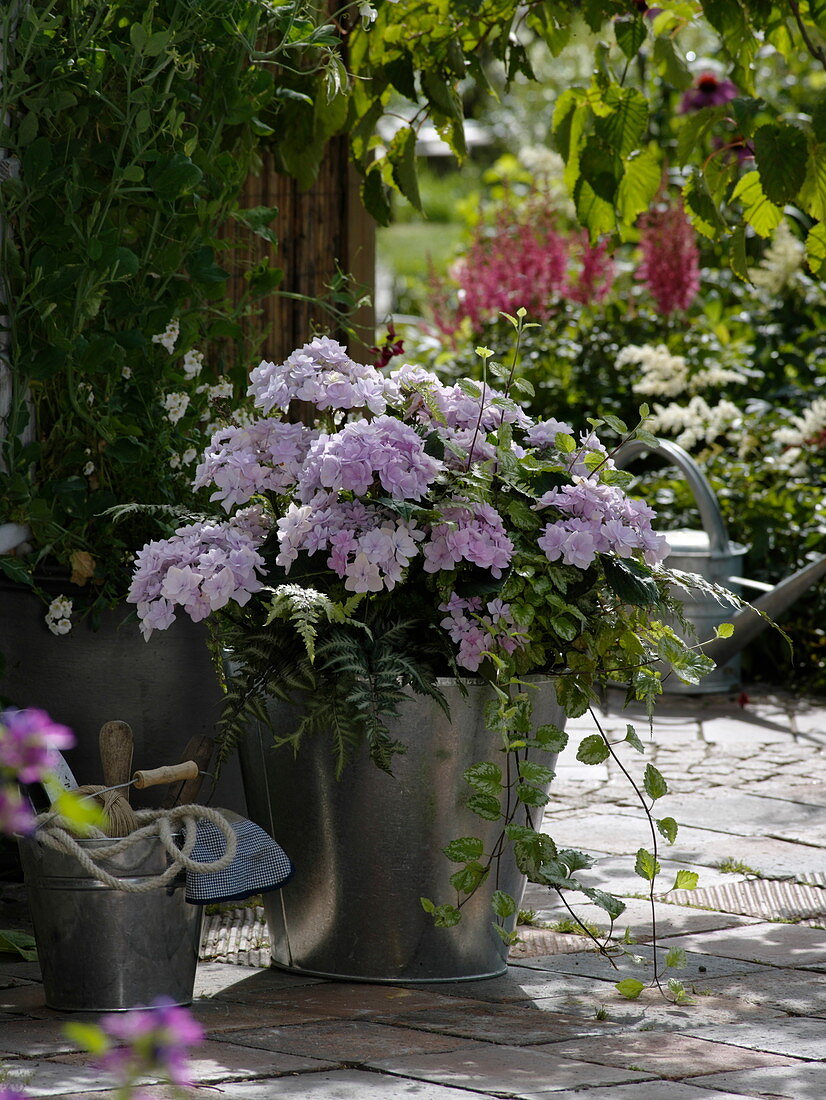 Hydrangea 'Forever' (double hydrangea), Lamiastrum luteum 'Gold Crown'