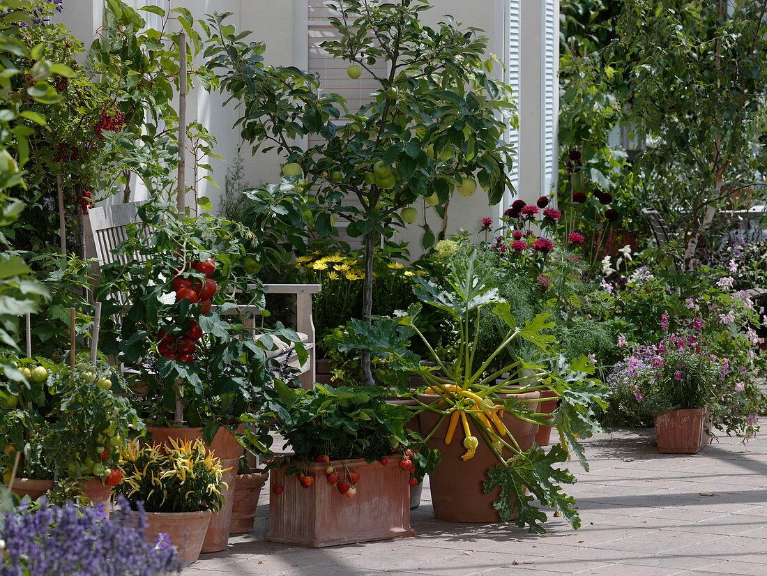 Nasch-Terrasse mit Lycopersicon (Tomaten), Malus 'Cox Orange' 'Klarapfel'