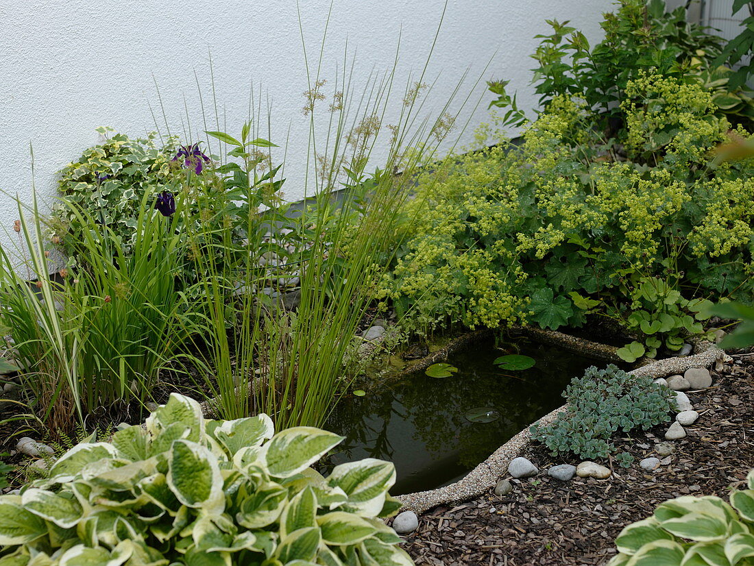 Small ready-made pond with Juncus (rush), Nymphaea (water lily), Iris