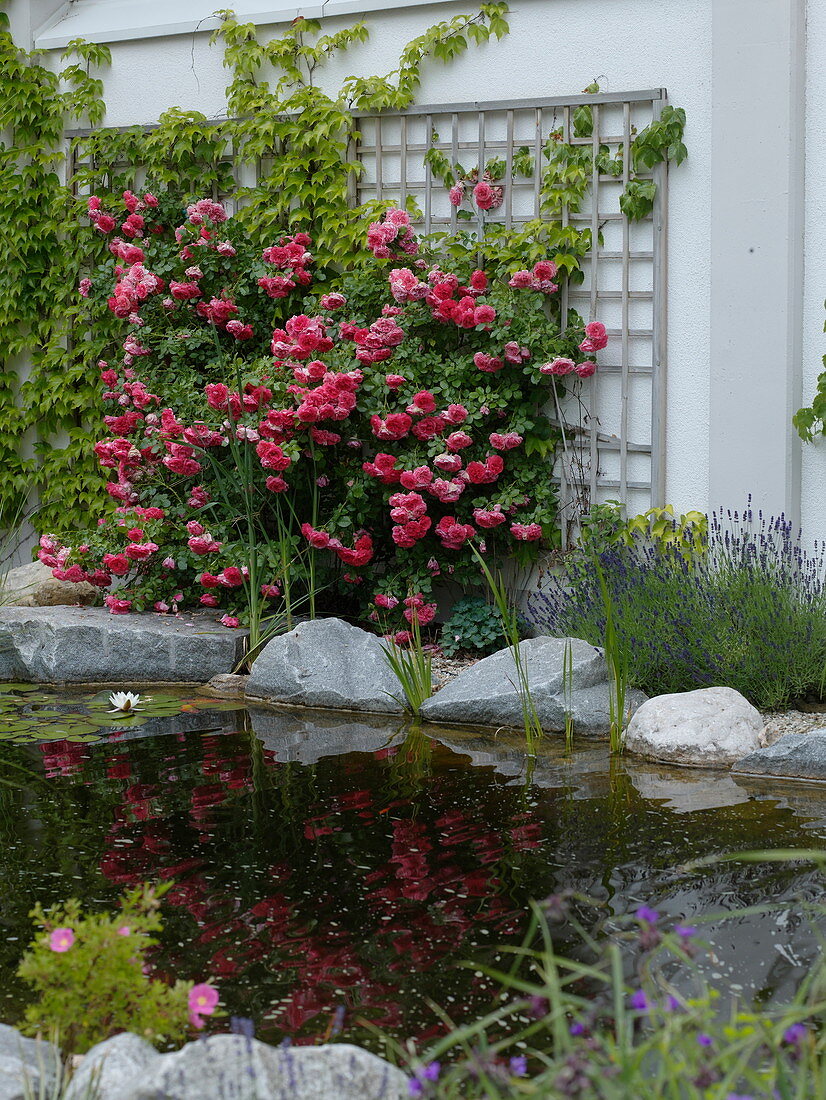 Rosa 'Rosarium Uetersen' (Climbing Rose), Parthenocissus (Wild Vine)