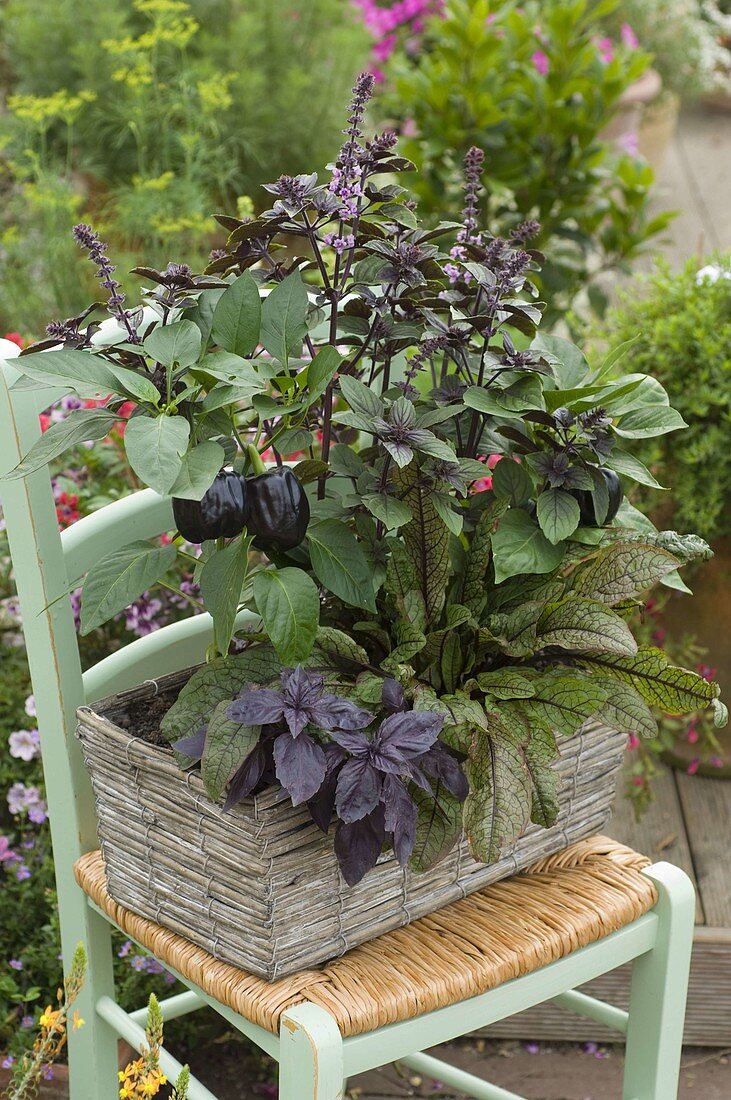 Capsicum 'Purple Beauty', Ocimum kilimandscharicum