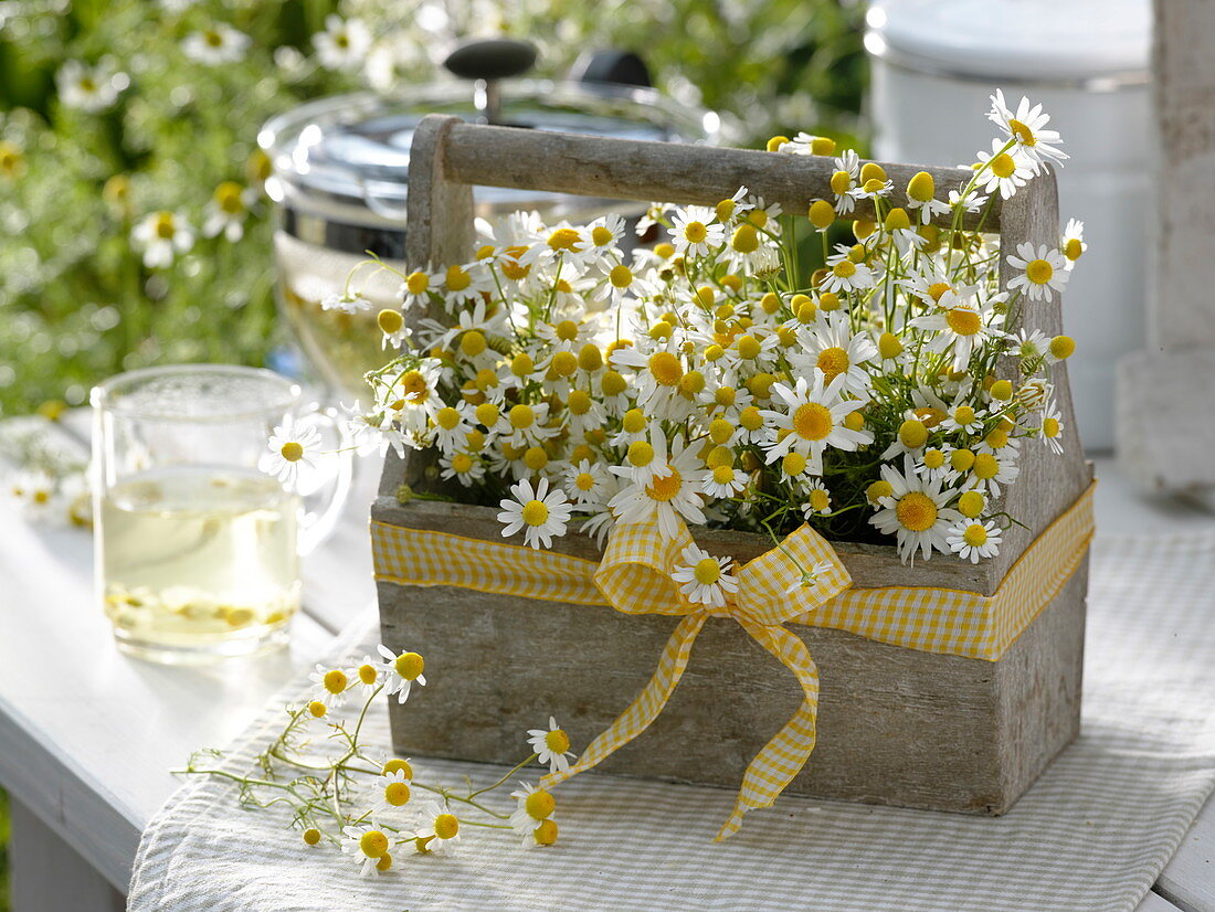 Matricaria chamomilla (Real chamomile)