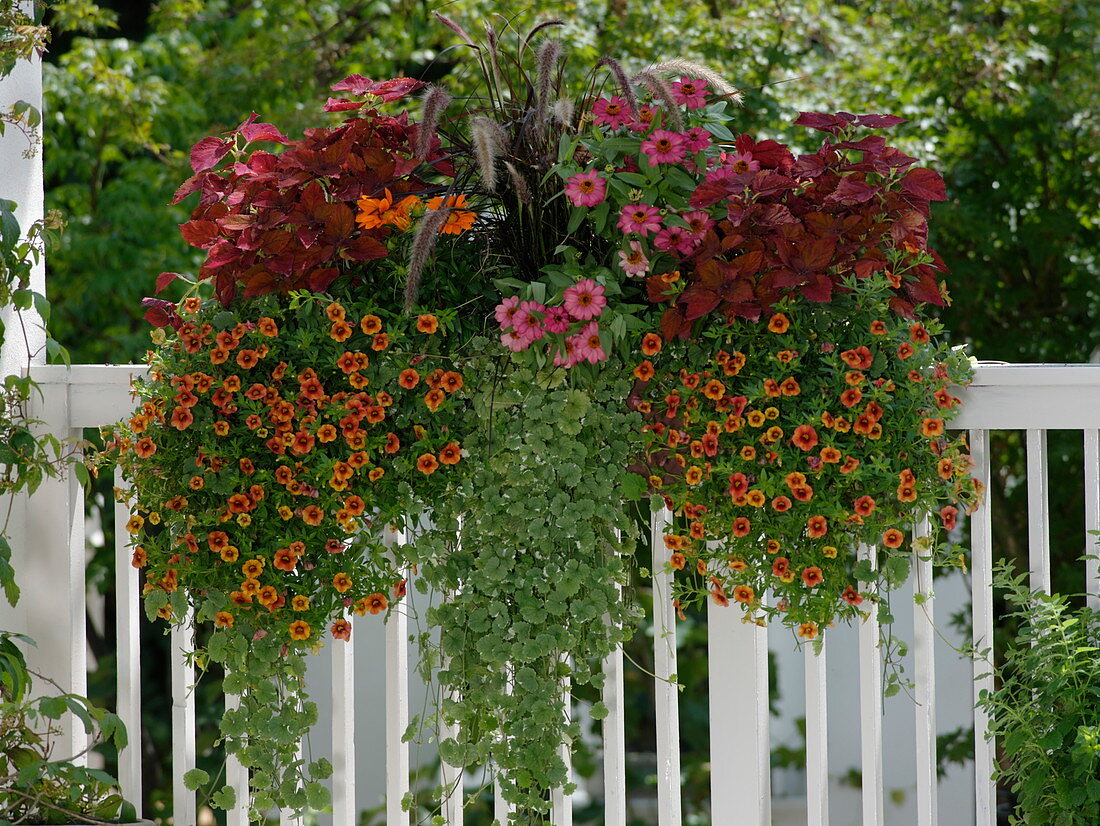 Calibrachoa Aloha 'Hot Orange', Coleus syn. Solenostemon