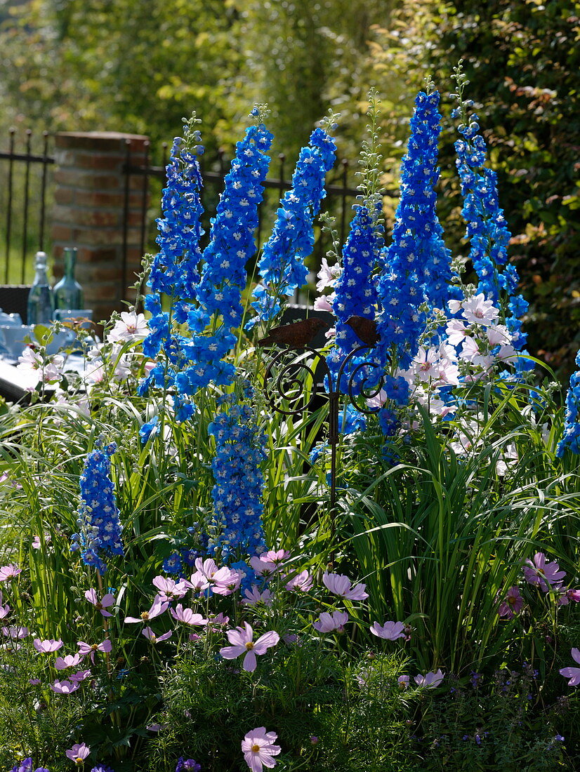 Delphinium elatum 'Royal Aspirations' (Delphinium), Lavatera 'Barnsley' (Lavatera)