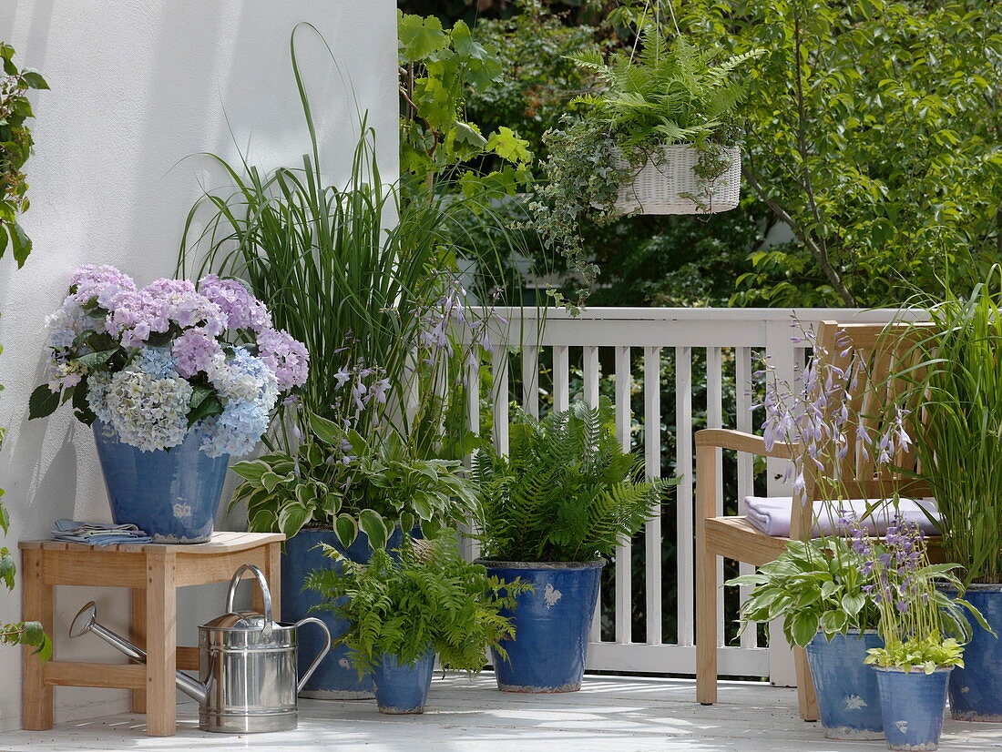 Schattenbalkon mit Hydrangea 'Endless Summer Forever' (Hortensien)