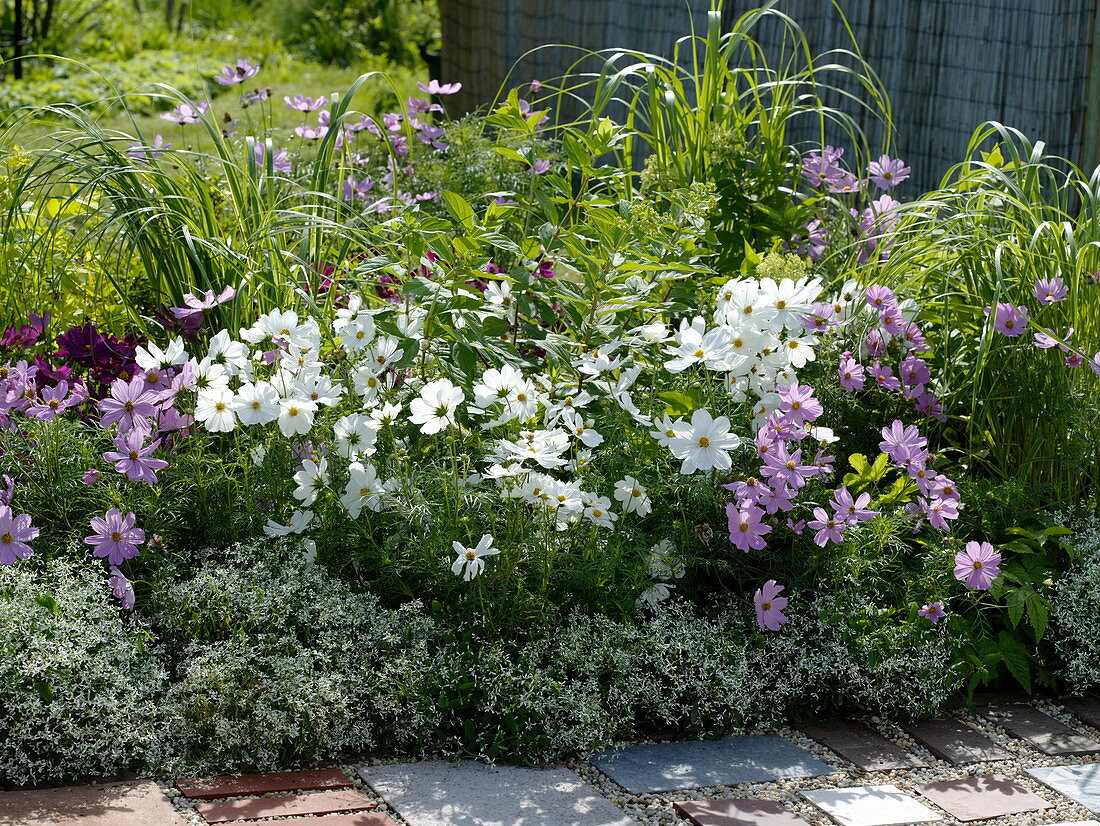 Summer flower bed with Cosmos (Jewel Basket), Euphorbia 'Diamond'.