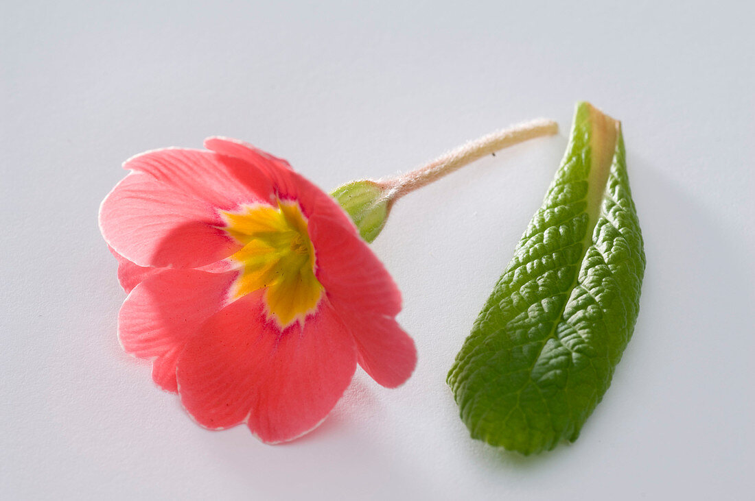 Primula vulgaris syn acaulis (Spring Primrose, Cushion Primrose)