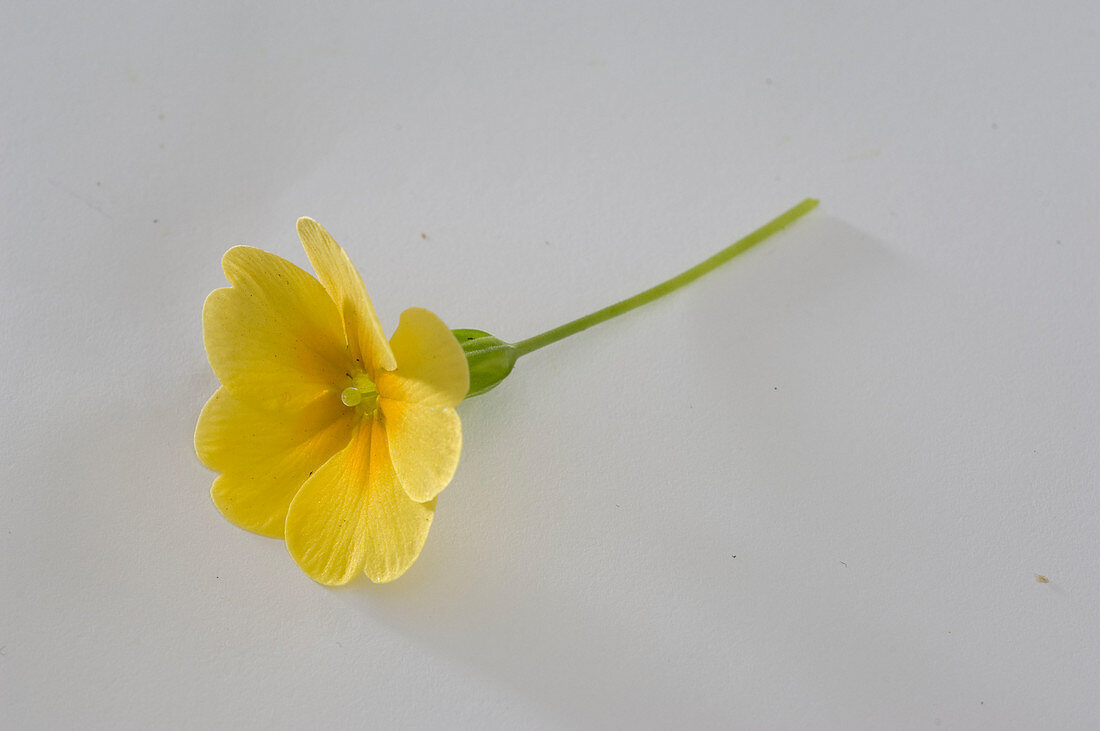 Primula vulgaris syn acaulis (spring primrose, cushion primrose)