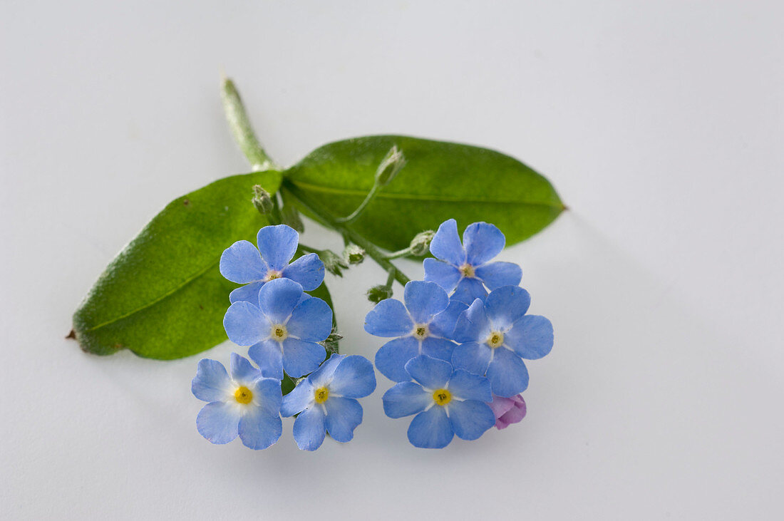 Myosotis 'Myomark' (Forget-me-not)