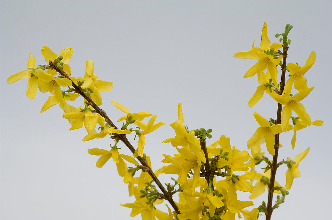 Forsythia intermedia (Goldilocks)