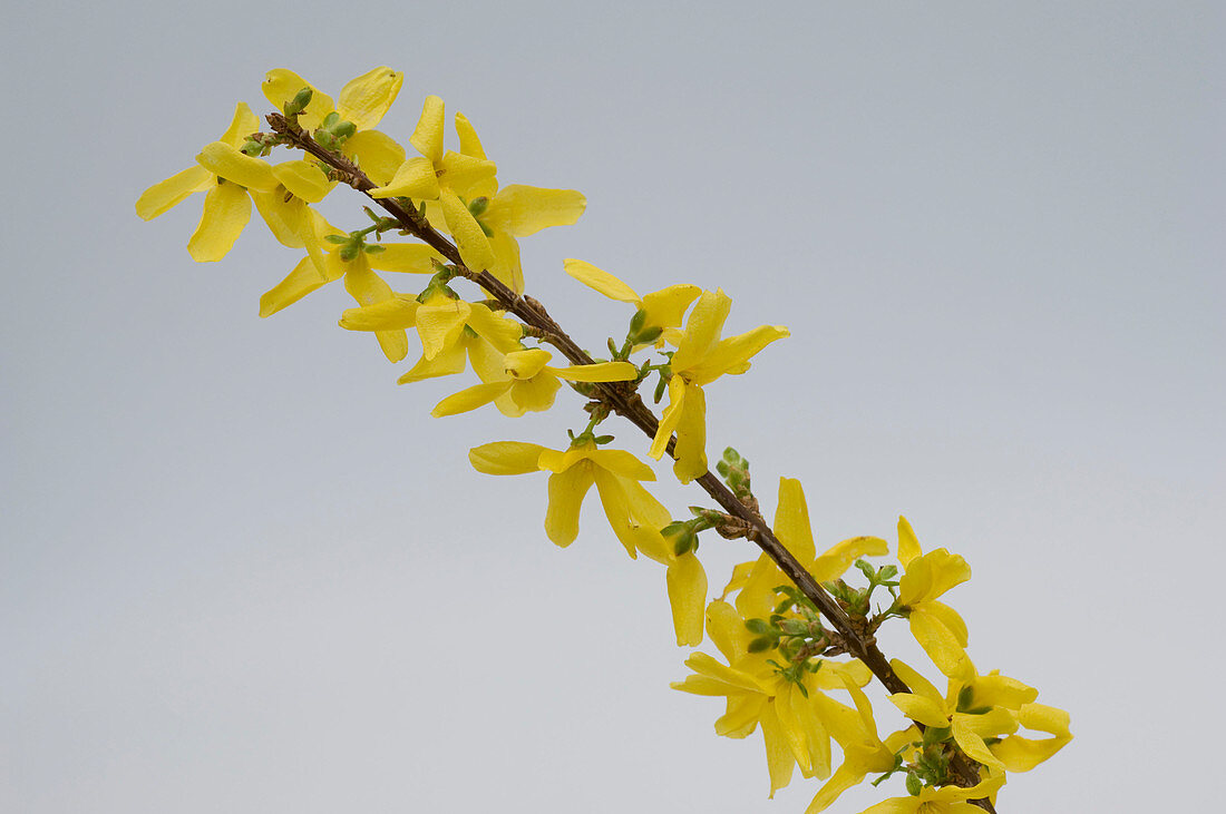 Forsythia intermedia (Goldglöckchen)