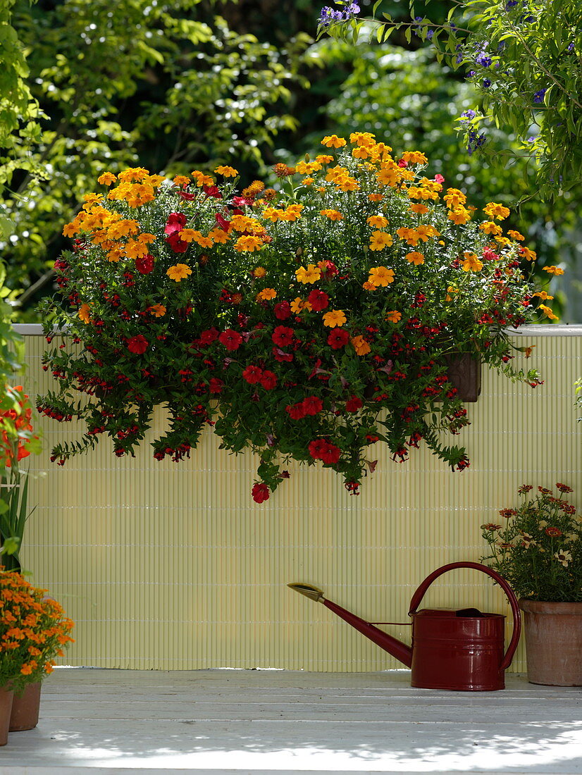 Tagetes Gloriette 'Deep Orange' and tenuifolia (marigold), Petunia