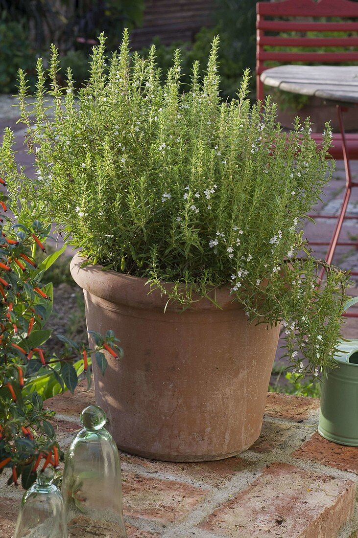 Satureja montana (mountain savory) in terracotta pot